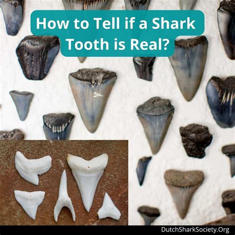 fake shark tooth|real shark teeth pictures.